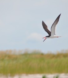 Black Skimmer West Ship Island, photo by Mike Houck