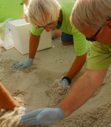 Plucking eggs from turtle nests for relocation, photo by Stiv J. Wilson