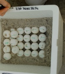 Container of turtle eggs, photo by Stiv J. Wilson