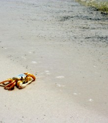 Beach crab, photo by Anna Brones