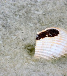 Oil covered shell, photo by Anna Brones