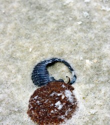Tar ball and shell, photo by Anna Brones