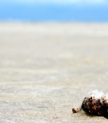 Beautiful beach, dirty shell, photo by Anna Brones