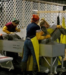 Bird rehab workers, photo by Cylvia Hayes